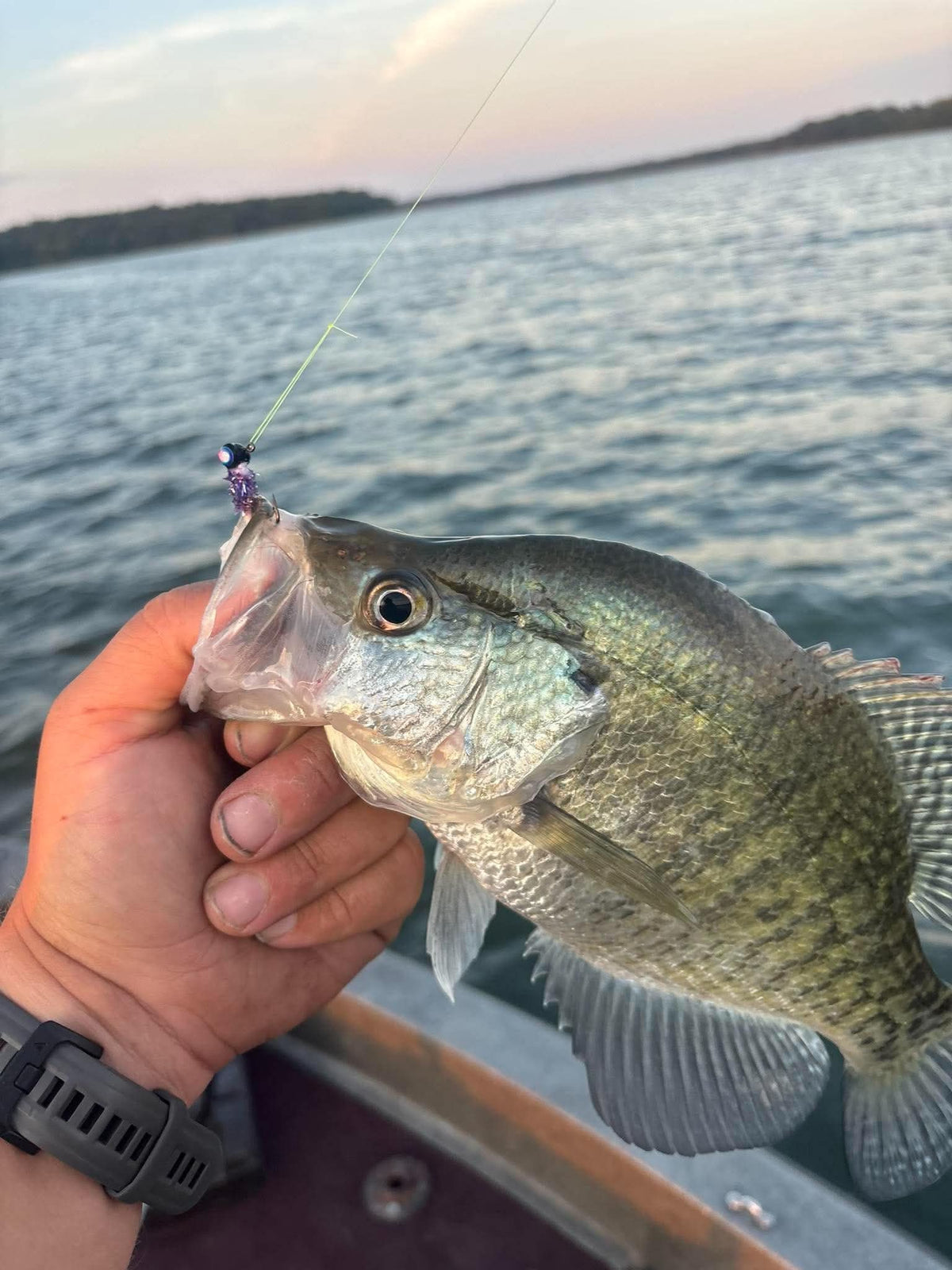 Plum crazy by pro staff member, MIKE, Sapp, Junior and fishing guide owner, extreme outdoors guide service