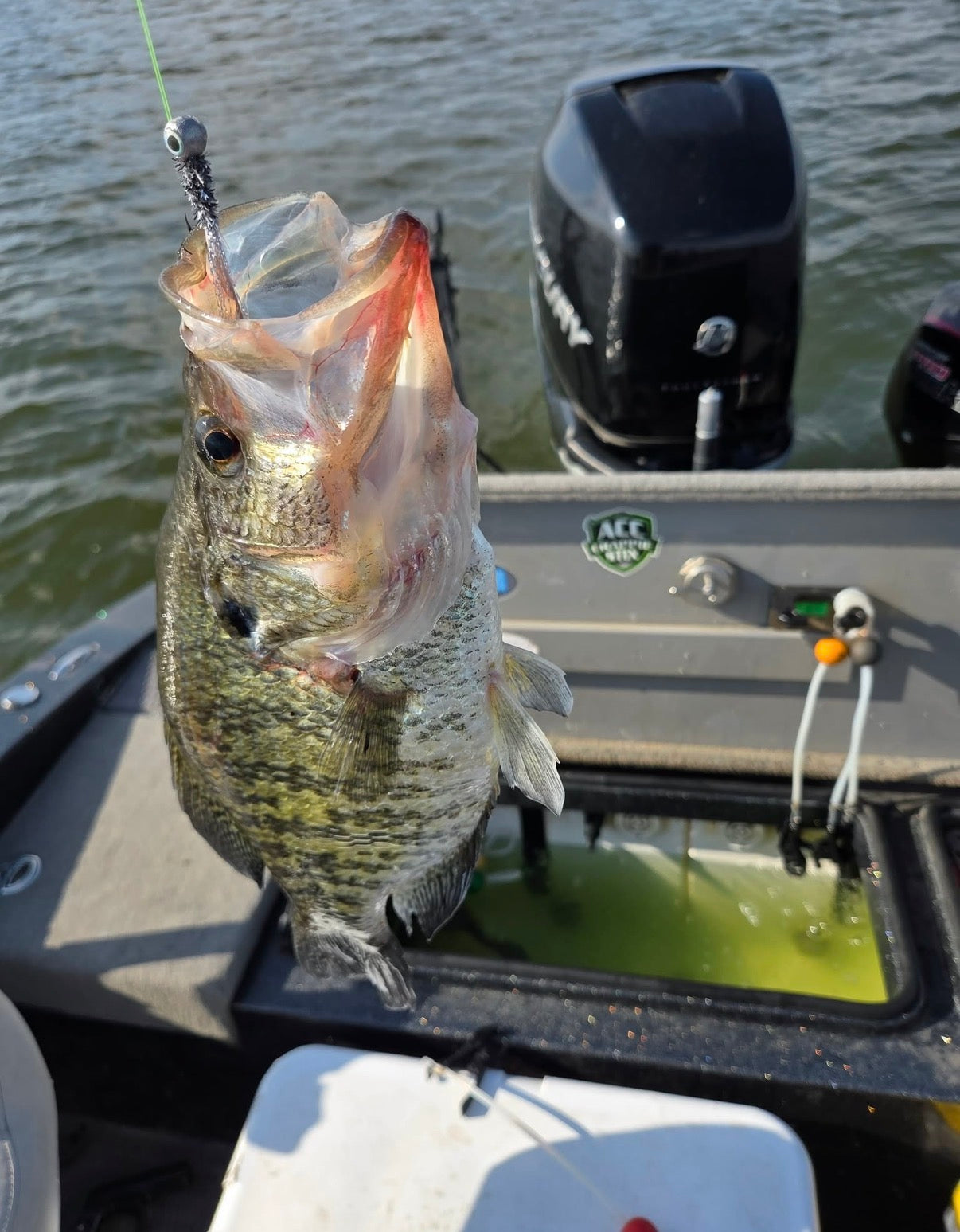 Silver shad